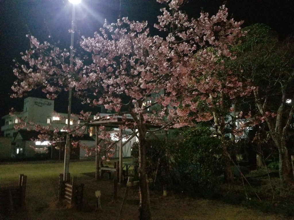 ★夜桜が綺麗です★