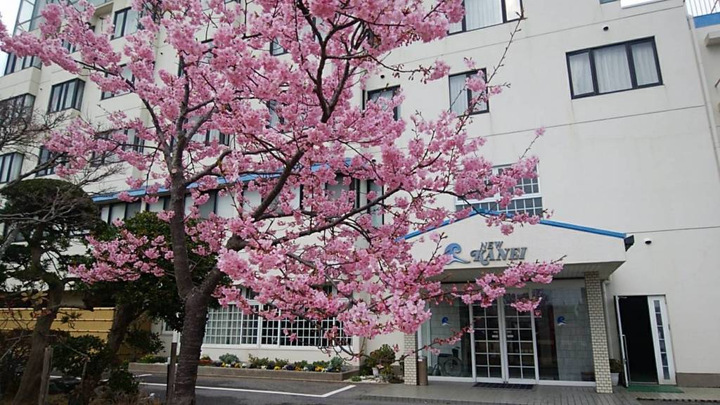 ★本日の桜の開花状況★