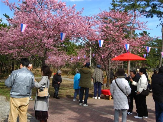 ★もうすぐ、しらこ温泉桜祭りです★