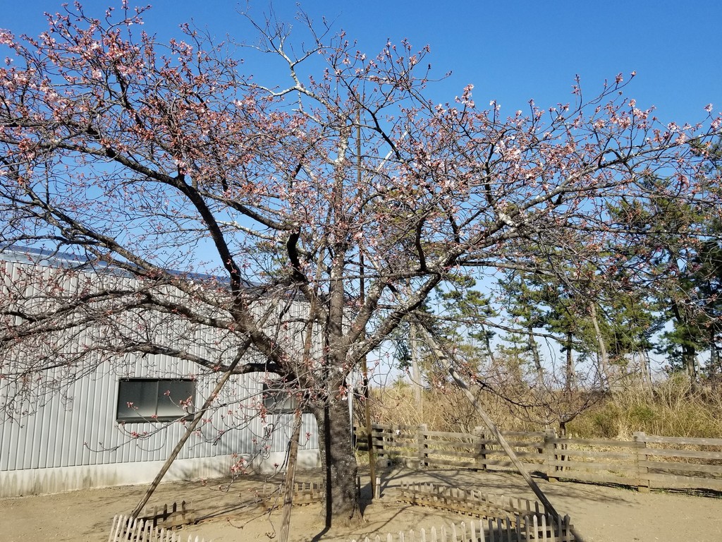 今日は通りの桜も撮って来ました♪