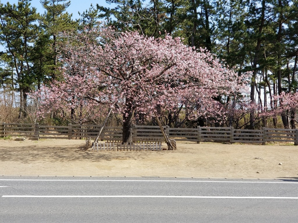 今日の桜　3月4日