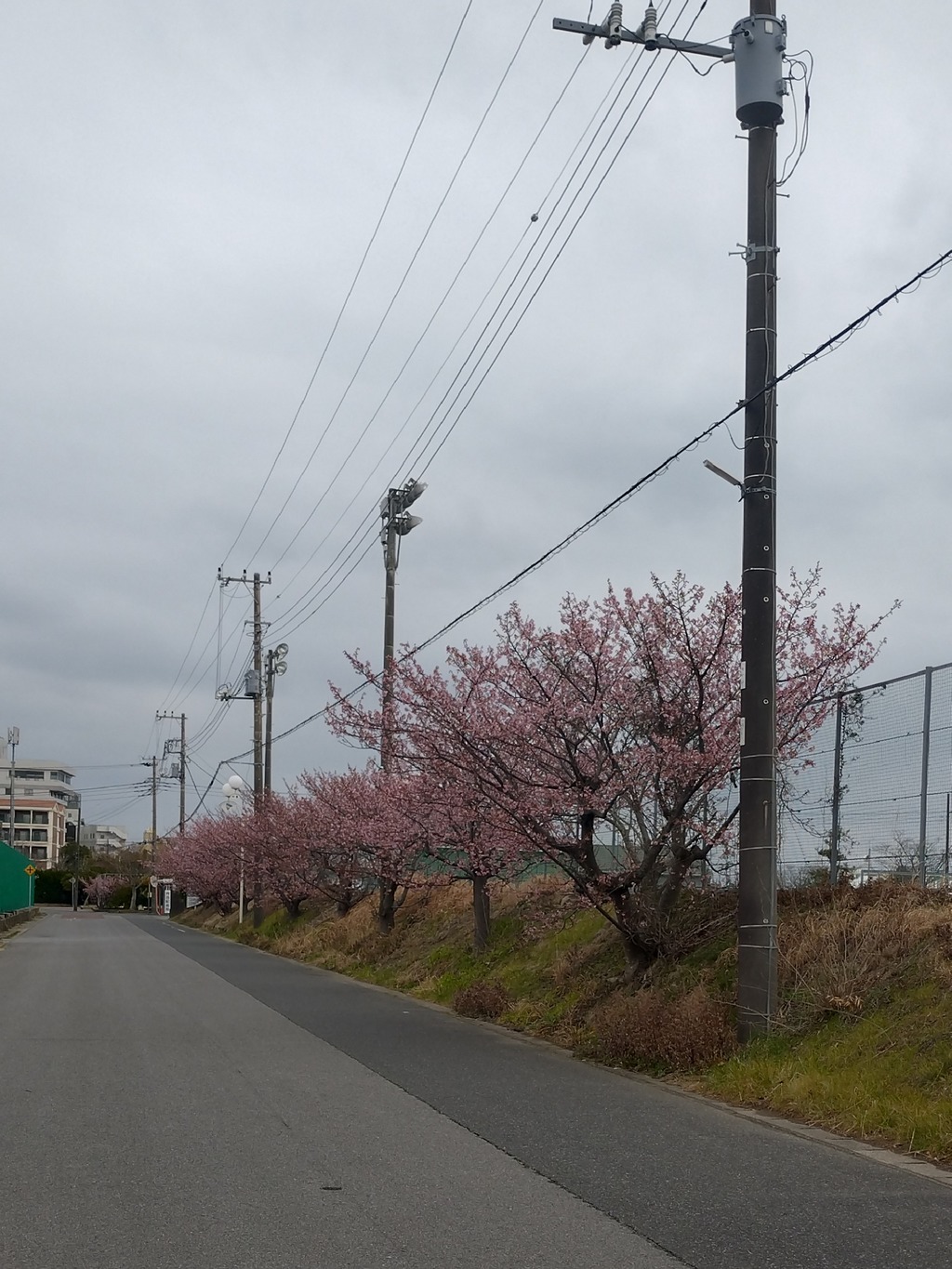 本日の桜&nbsp;&nbsp;2/18